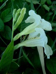 Flowers-Inflorescence with flowers directed to one side